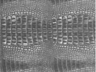 Scanned Crocodile Skin